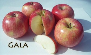 Gala Apple